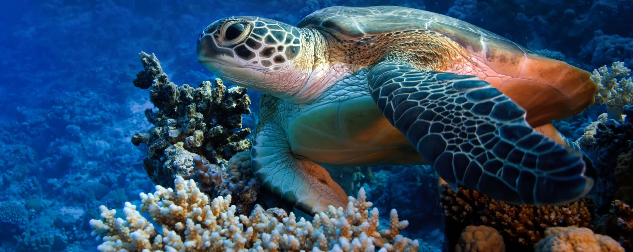 Cozumel