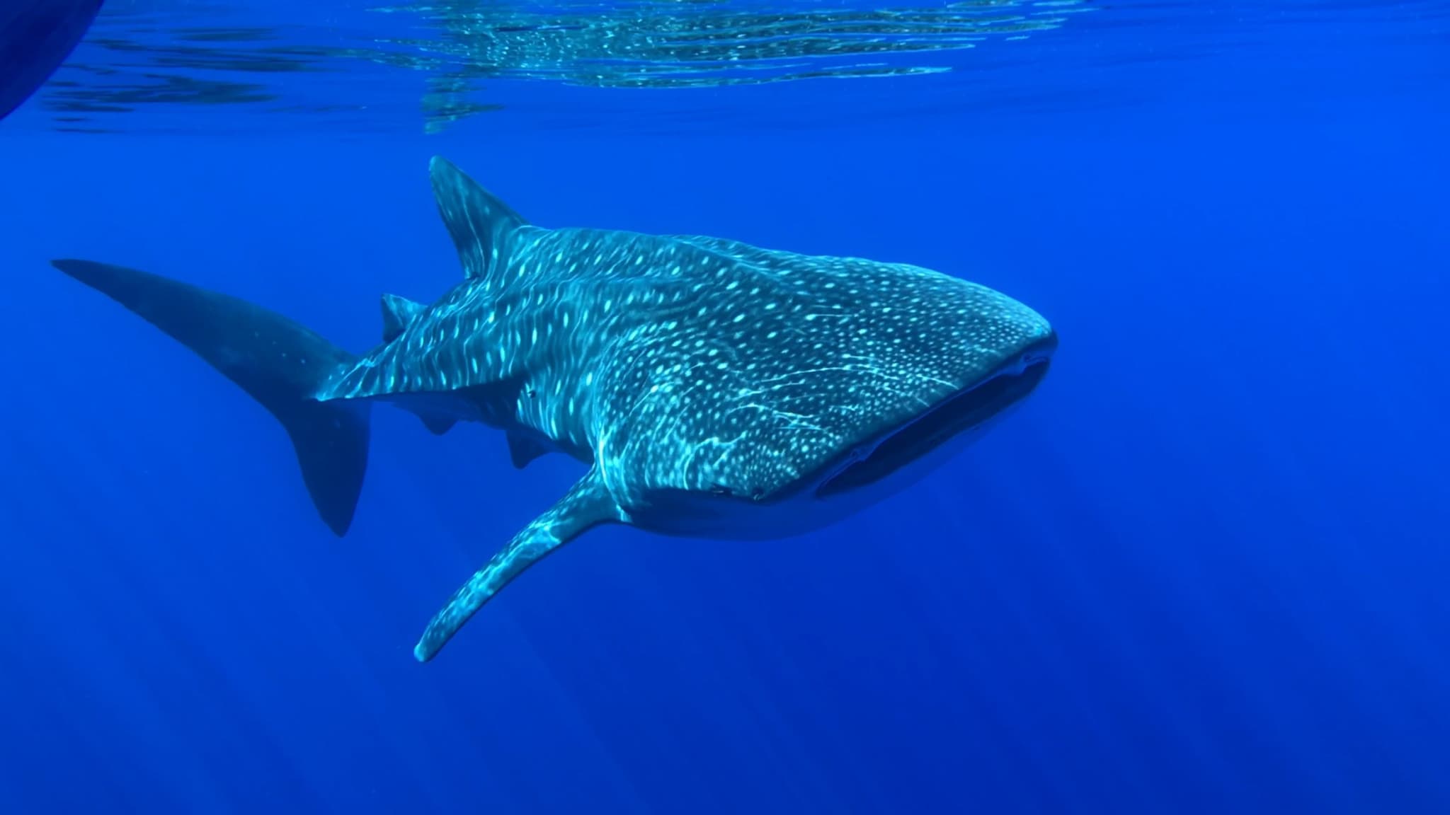 A whale shark swimming in blue water off Holbox