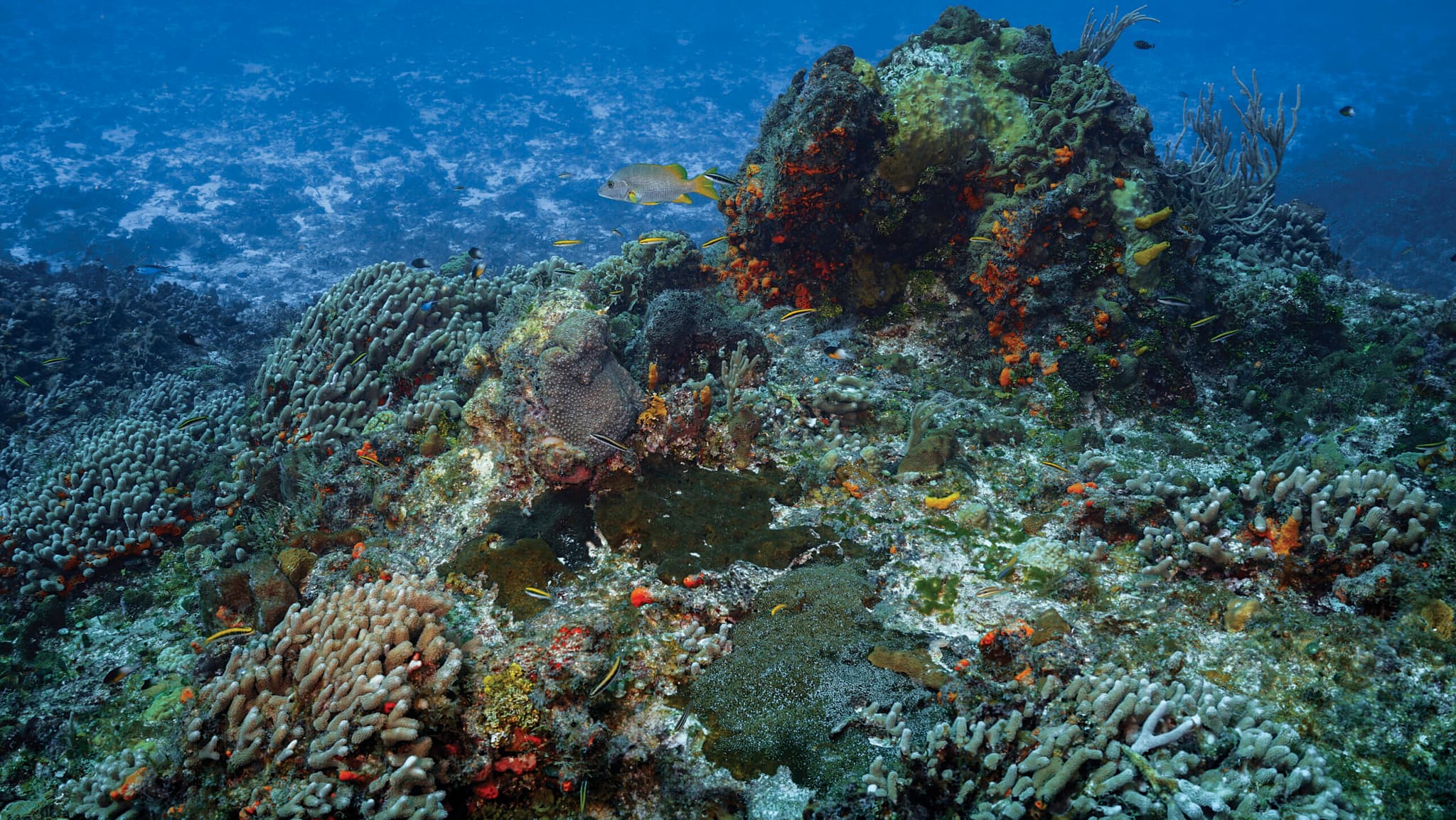 Cozumel