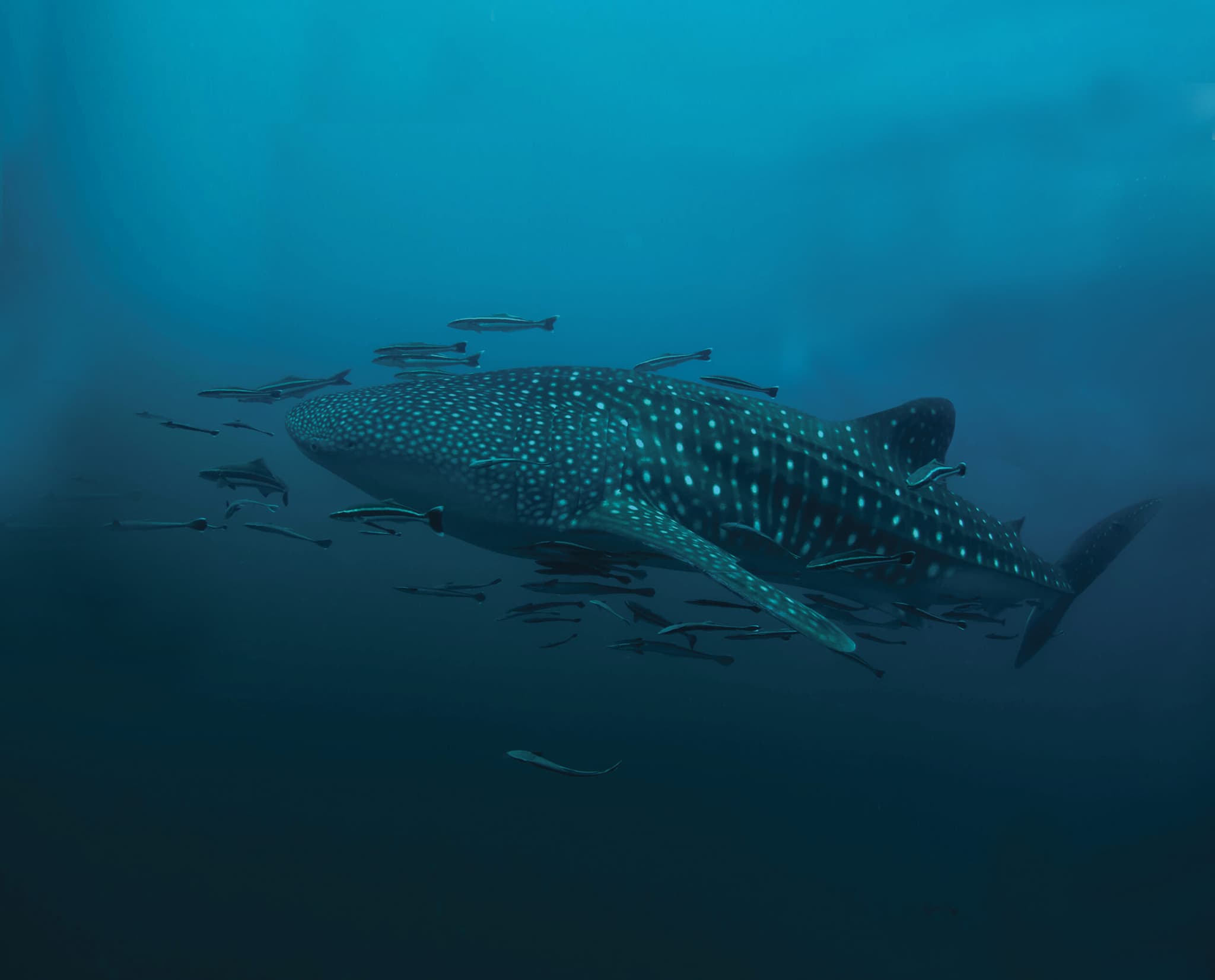 Holbox: whale shark