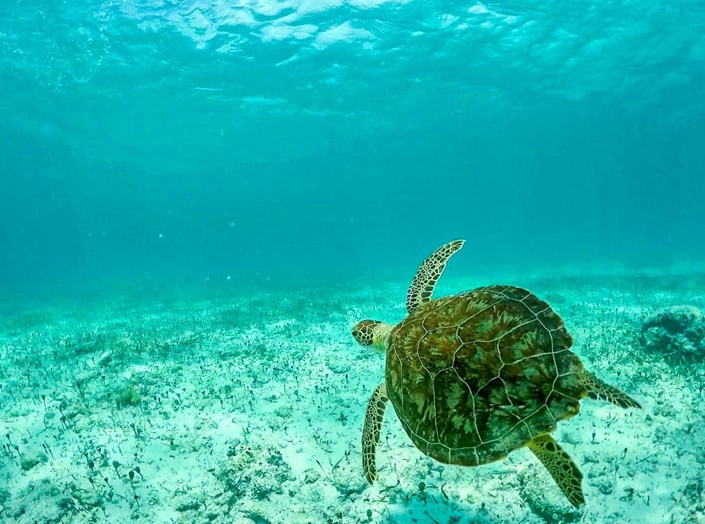 Playa del Carmen: Maroma beach