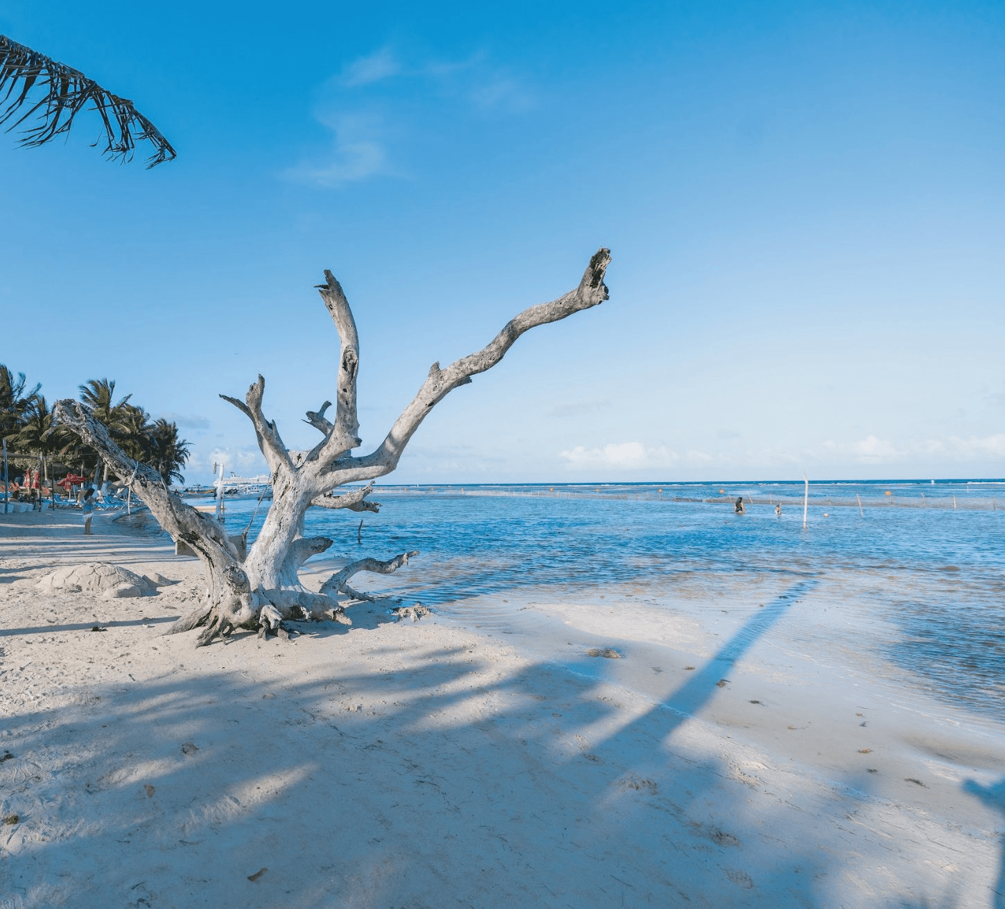 White-sand beach with a driftwood tree and turquoise water in the Riviera Maya