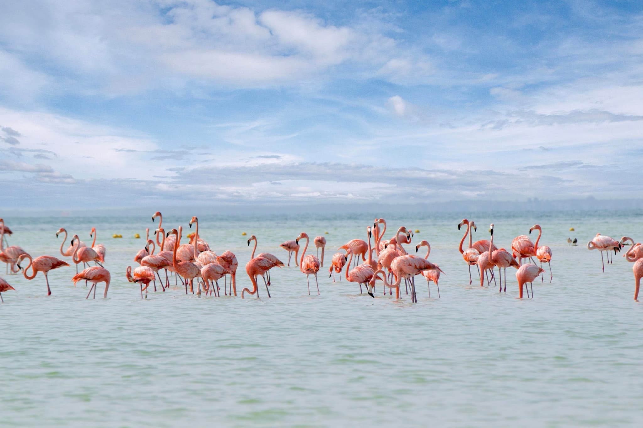 Group of flamingos in shallow water off Holbox